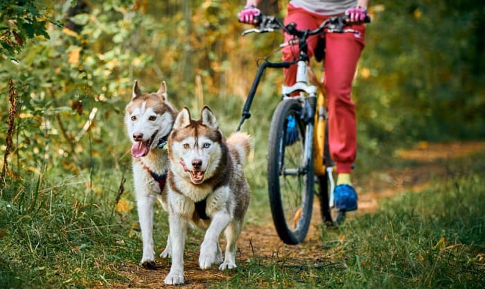 how to bike with your dog