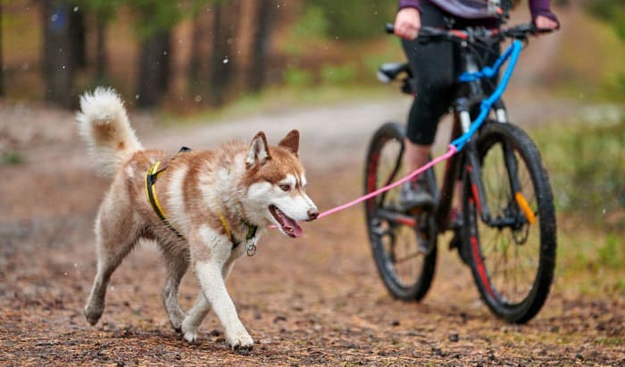 take-your-dog-on-a-bike-ride